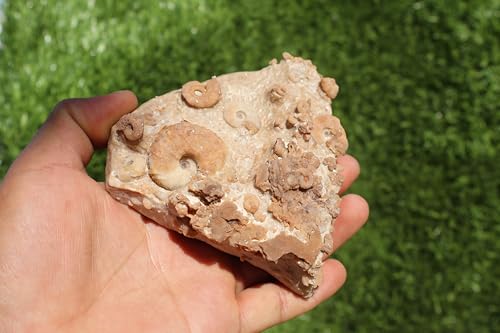 Image of Douvilleiceras & Gastropods Plate Cretaceous Fossils Fossils from Morocco Fossil Rock ammonites Fossil A119
