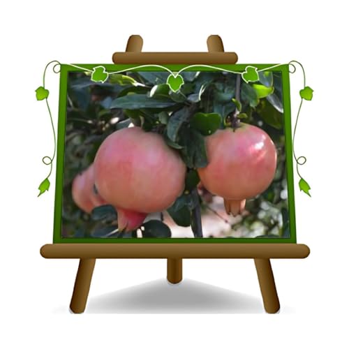 EURO PLANTS VIVAI Granada Valenciana Planta A partir de Fruta En Jarrón Desde 20 - Árbol Max 170 CM -2 Años