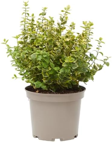 Verdecora Euonymus fortunei en maceta de 5L | Euonymus fortunei |...