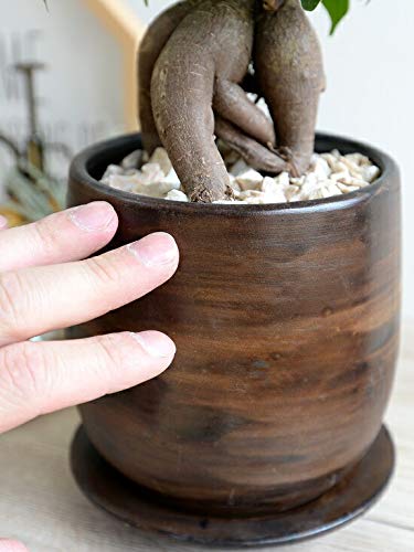 幹太ガジュマル　天然苔　盆栽仕立て　アンティーク調　陶器鉢　植え込み発送 幹太ガジュマル 天然苔 盆栽仕立て アンティーク調 陶器鉢