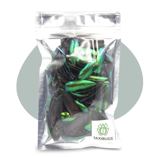 Jewel Beetle Elytra Green Wings Sternocera Aequ Natural Taxidermy Fashion Design- 200 Pcs.