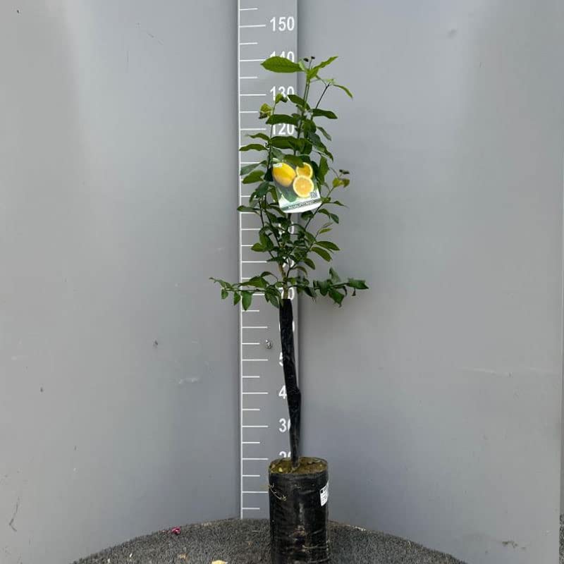 Citronnier Coloré En Pot 70cm - Agrumes, 2-3 Ans, Fabriqué En Italie - Parfait Pour Balcon Ou Jardin