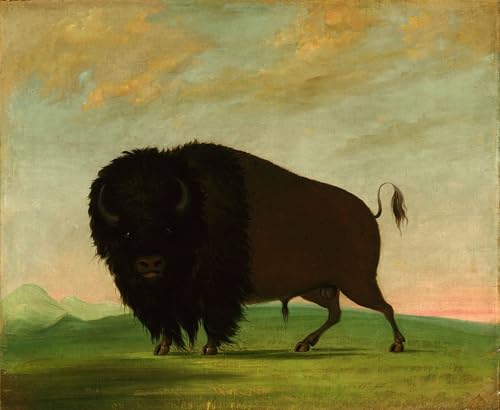 Affiche murale animal broutant de George Catlin décoration bureau 60x90cm