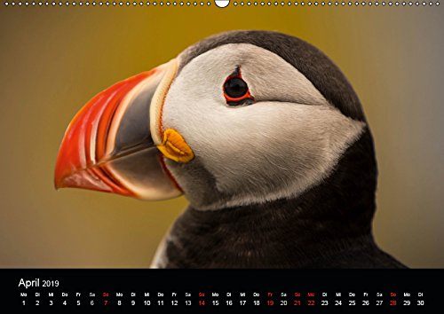 Island - Landschaft und Natur (Wandkalender 2019 DIN A2 quer): Island ist eine vulkanische Insel auf dem Mittelatlantischen Rücken mit einer ... (Monatskalender, 14 Seiten ) (CALVENDO Orte)