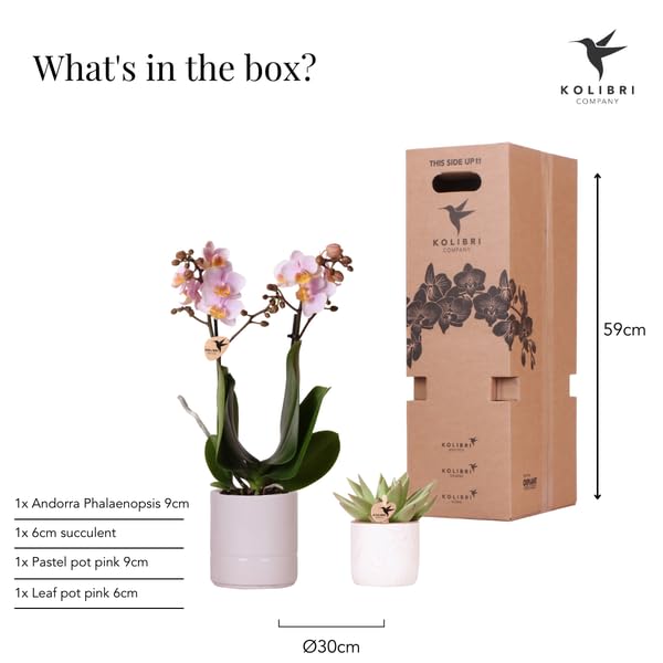 Juego de plantas de orquídea de Portugal y plantas suculentas, incluye macetas de cerámica, color rosa pastel