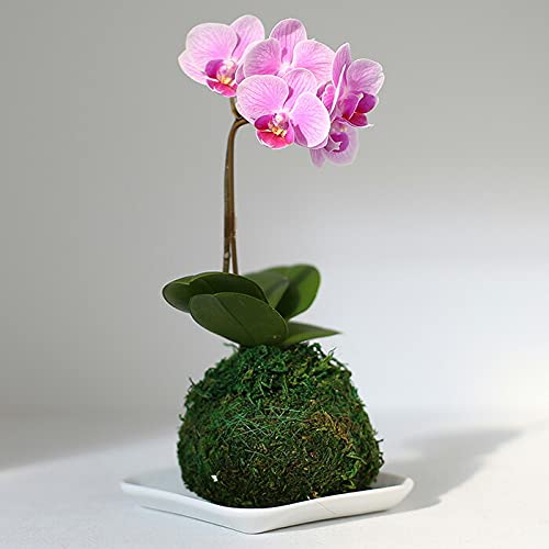 苔玉 花の人気商品 通販 価格比較 価格 Com