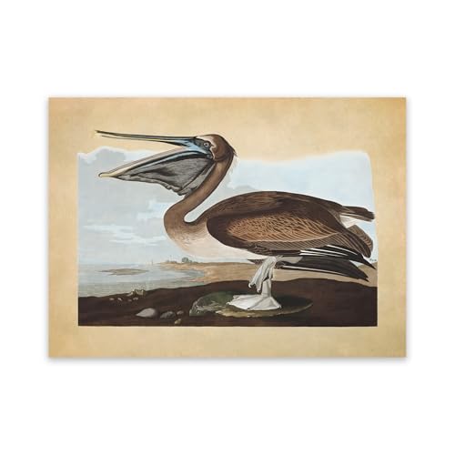 Jorjor Decor Brown Pelican Seabird Print, Audubon Birds of America Illustration, Vintage Style Ornithology Poster