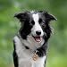 Natürliche Hundemarke aus Holz mit Gravur personalisiert | Echtes Rosenholz mit Rinde, geräuschlos am Halsband | Rückseite mit Telefonnummer, Adresse, Datum - Geschenk für Hundehalter