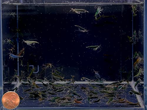 Green Jade Shrimp - 6 pack