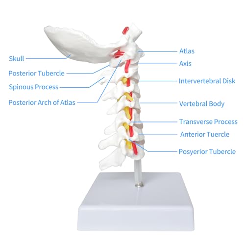 Image of SFXYJ Cervical Spine Model - Life Size Vertebral Spine with Vertebrae, Nerves, and Occipital Plate for Science Classroom Study, Display, Teaching, Medical Model