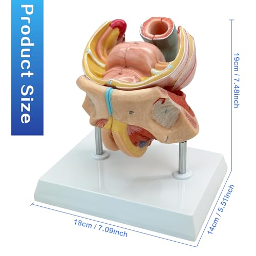 Modèle génital féminin de haute précision AMITD éducation médicale - 4