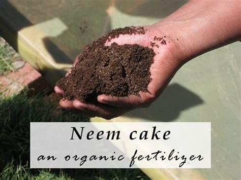 ORGANEE NEST Organic Neem Cake Powder For Plants,100% Natural Fertilizer & Pest Repellent for Gardening, Sustainable, Odor-Free, and Easy-to-Use 1Kg (5) (B0D6NKSS32) Amazon Price History, Amazon Price Tracker
