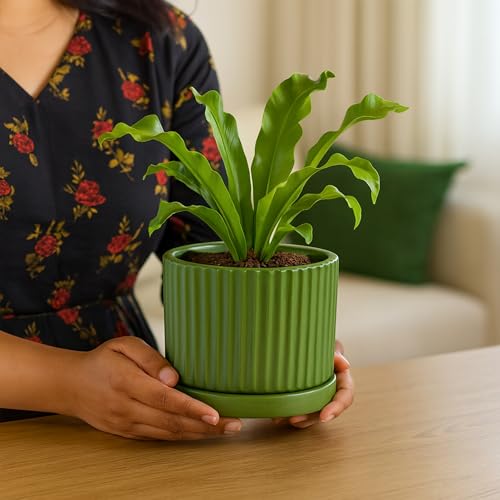 Image of Urban Plant Terracotta Pot with Saucer - Trendy Planter for Modern Home & Garden Spaces (Fresh Breath Terracotta Pot - Vertical)