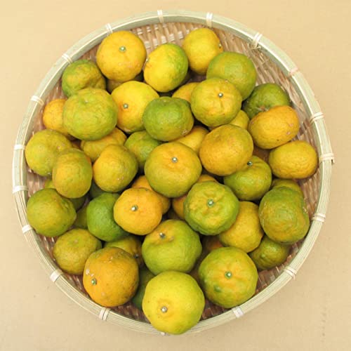 t[cV[N[T[ RL ꌧY ɃV[N[T[