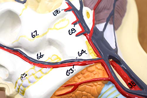 Human Circulatory System Model - for Studying Blood Circulation in The Body - 1/2 Natural Size - Mounted on 32" x 12" Base - Hand Painted, Numbered Details with Key Card - Eisco Labs by EISCO - Image 2