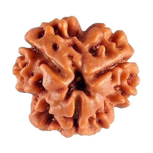 Image of Vado Certified 3 Mukhi Nepali Rudraksha with Authentic Lab Certificate Natural Beads (3 Mukhi)