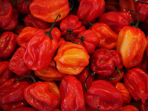 Ecocube Feel Green 296664 Chili Habanero Anbauset aus Holz