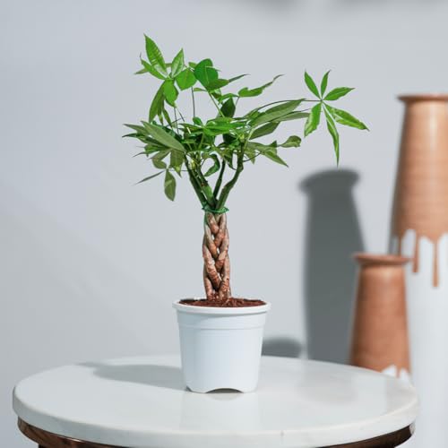 URVI PLANTS Money Tree (Gauana Chestnut) – Live Indoor Plant with...