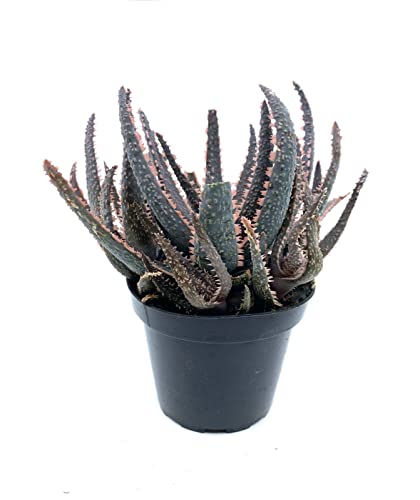 4" Live Plant Cactus Succulent-Aloe Blizzard Hydrid, Purple Haze Haworthia Zebra, Gasteria Hybrid Plant-Fully Roosted, Drought Tolerate, Easy To Grown Indoor/Outdoor. #TOP1