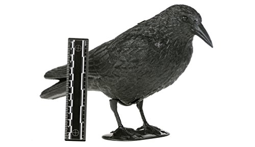 Appelant Corbeau Cover