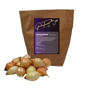 GardenTaurus Gelbe Wintersteckzwiebeln Paille des Vertus 250g