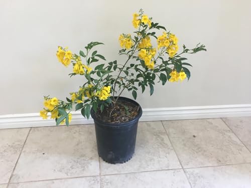 Image of Tecoma Yellow Bell Live Plant with Pot a€ inch Pack of 1 | Bright Flowering Shrub for Home Garden | Outdoor Decorative Yellow Flower Plant
