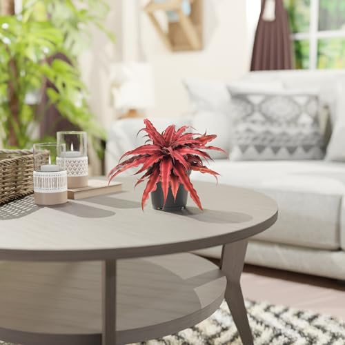 Cryptanthus Red Earth Star Live Indoor Plant in 4 in. Plastic Grower Pot