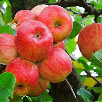 Sélection de graines d'arbres bonsaï nains Fruits délicieux dans votre jardin Fruits bonsaï à croissance facile Livraison gratuite Paquet de 500 graines