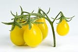 Tomato,Yellow PEAR Tomato Seed, Heirloom, Non-GMO, 50 Seeds, Tasty, Great for Salads
