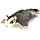 Flying Squirrel