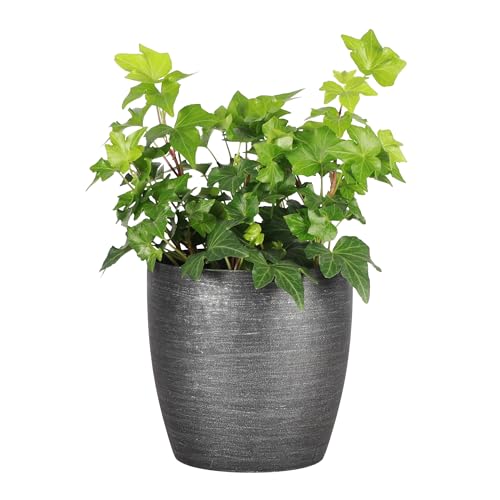Thorsens Greenhouse Live Green Ivy Plant Trailing & Vining Natural Air Purifier Easy to Grow Live Indoor Houseplant 4 Diameter Pot (Brushed Silver)
