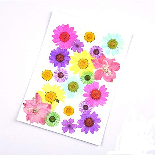 Flores Secas Preservadas 20 Piezas para Decoración DIY miniatura 3