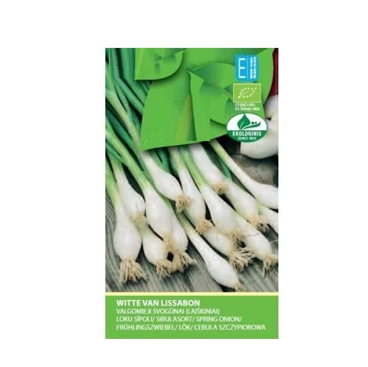 VibeX Spring Onion White LISBON Seeds-500 Seeds (B0BBGR28PD) Amazon Price History, Amazon Price Tracker