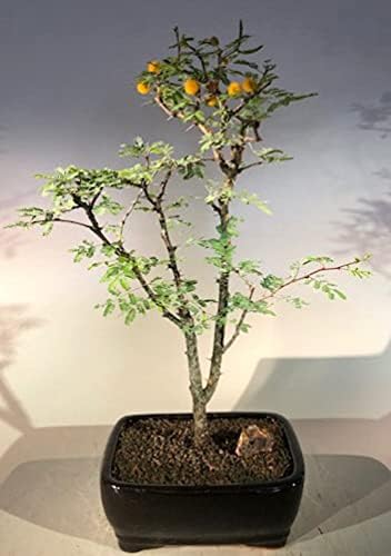 Bonsai Boy e1484 Árbol Bonsái de Acacia Dulce Enano Floreciente - Acacia Farnesiana