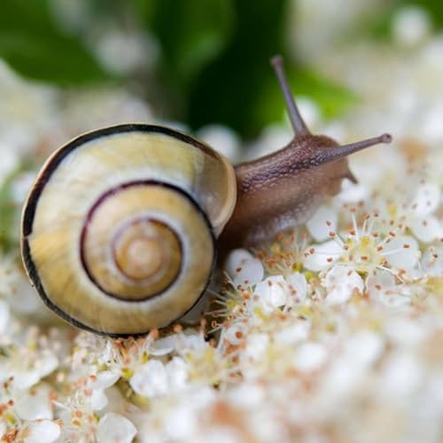 262_The Art of Slow Living