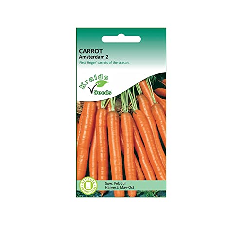 Carrot Seeds Amsterdam 2 Daucus Carota 1500 Seeds Grow Your Own Vegetable Perfect for Outdoor Growing in Raised Beds or in Large Pots and Containers