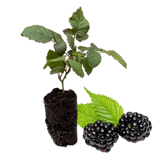 BlackBerry Plants, 'Caddo' BlackBerry Plants - Consistently High Yields! Thornless and Upright Growing Blackberries from Hand Picked Nursery (1)