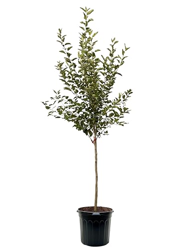 American Plant Exchange Apple Tree 'Semi Dwarf Granny Smith' – Live Fruit-Bearing Plant, 7-Gallon Pot, Cold-Hardy, for Home Orchards, Backyard Gardens & Edible Landscapes