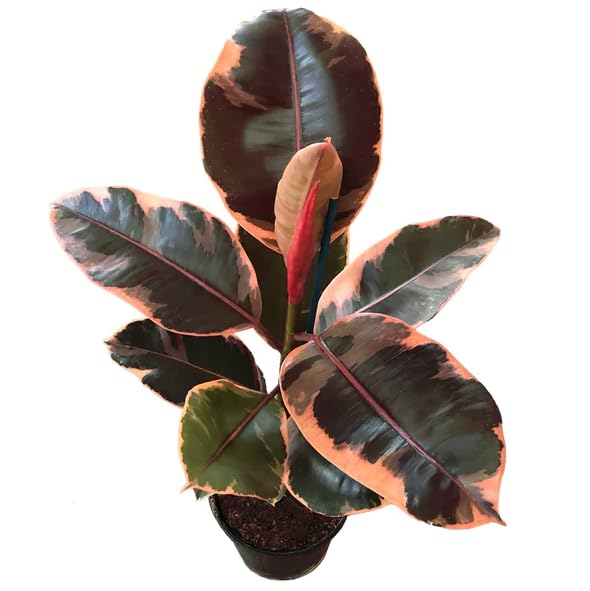Ficus Pink Ruby una Planta Natural que ilumina tu Hogar en Rosa