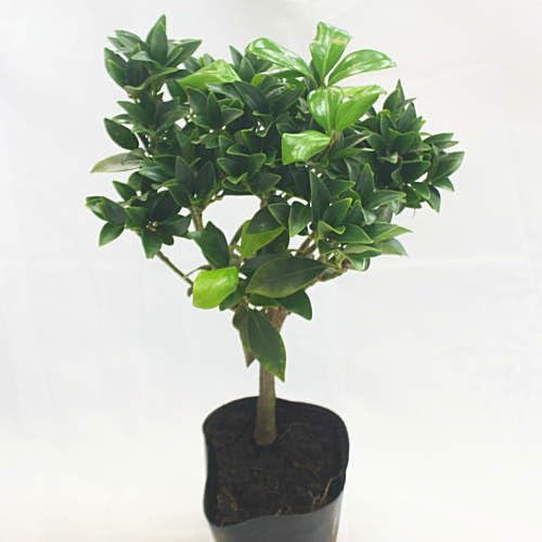 Amazon.co.jp: シキミ 苗木 苗 しきみ 樒 櫁 植木 庭木 生け垣 生垣