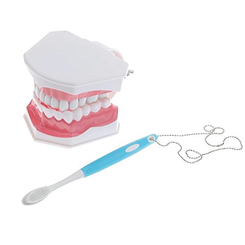 ZGood Dental Teaching Study Adult Standard Typodont Demonstration Teeth Model Wiht blue Brush