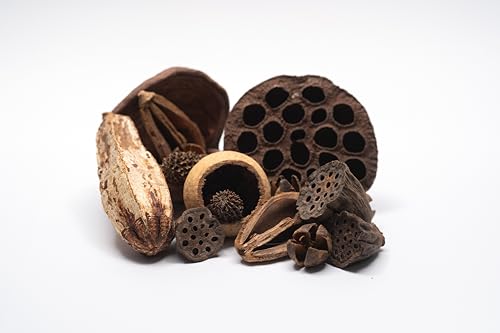 NaturePods Natural Dried Seed Pods and Botanicals...