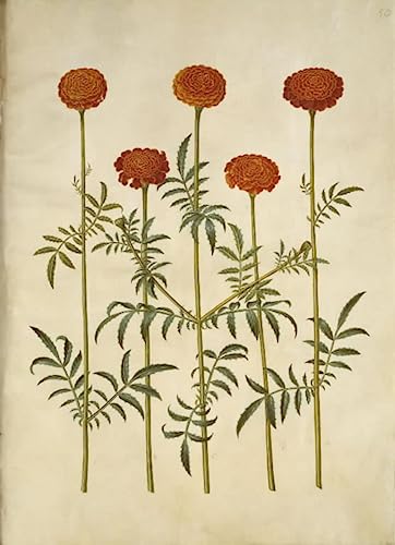 Tagetes Patula Hans Simon Holtzbecker impression sur toile luxe salon 60x90