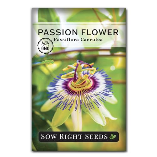 Sow Right Seeds - Passion Flower (Passiflora caerulea) Seeds for Planting - Beautiful Flowers to Plant in Your Garden - Non-GMO Heirloom Seeds - Exotic and Colorful Blooms - Attract Pollinators