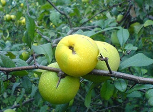 Japanische Zierquitte Chaenomeles japonica ´Cido´ Pflanze...
