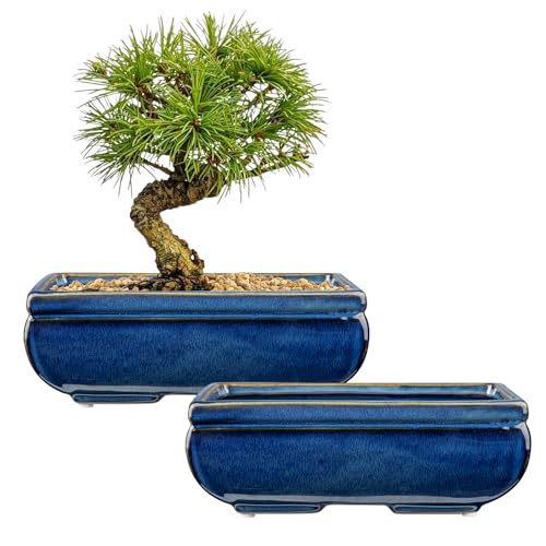 Oairse Set of 2 Bonsai Pots Shallow Succulent Planters for Live Bonsai Trees, 22cm/8.7" Ceramic Plant Pot for Indoor/Outdoor Succulents with Drainage Hole, Cactus Plant Pot, Blue Flower Pot