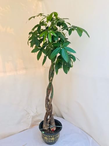 BioSync Plants Pachira Aquatica Twisted, Money Tree Large, Indoor House Plant, Air-Purifying, Low Maintenance Home Decor, Lucky Plant with Braided Trunk, 3-4 ft (Pachira Aquatica Twistted)