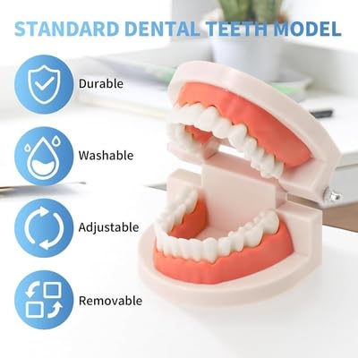 Image of Teeth Model Teaching Kids To Brush Standard Dental Clinic Accessories Dental Models For Patient Education Dentures Teeth Set Denture Model For Studying Displaying - 1
