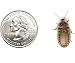 Dubia Roaches 200 Medium 3/8" - 3/4"
