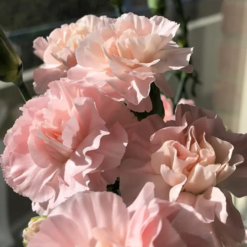 Semi di garofano, esotiche di garofano selvatico, semi di perenni per luoghi soleggiati 250pcs